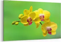 Schilderij - Orchidee — 90x60 cm