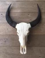 Vtw Living - Skull Echt - Dierenhoofd - Buffel - 65 cm breed