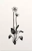 Parnassia zwart-wit (Grass of Parnassus) - Foto op Forex - 60 x 90 cm