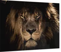 Leeuw op zwarte achtergrond - Foto op Plexiglas - 60 x 40 cm