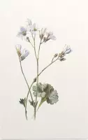 Steenbreek (Saxifrage) - Foto op Forex - 80 x 120 cm