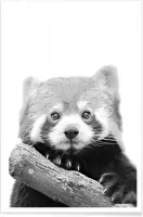 JUNIQE - Poster Red Panda -13x18 /Wit & Zwart