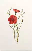 Linum Grandiflorum (Crimson Flax White) - Foto op Forex - 30 x 45 cm