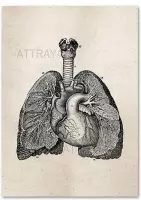 Anatomy Poster Lungs White - 20x25cm Canvas - Multi-color