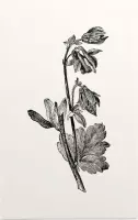 Akelei zwart-wit (Columbine) - Foto op Forex - 60 x 90 cm