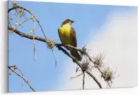Schilderij - Vogel in de boom — 100x70 cm