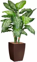 HTT - Kunstplant Dieffenbachia in Genesis vierkant bruin H140 cm