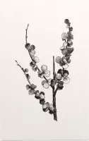 Dwergberk zwart-wit (Dwarfbirch) - Foto op Forex - 30 x 45 cm