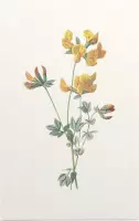 Gewone Rolklaver (Birds Foot Trefoil) - Foto op Forex - 30 x 45 cm