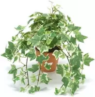 Kunstplant klimop groen/wit in pot 30 cm- Kamerplant groen/witte klimop