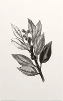 Ilex Hulst zwart-wit 2 (Holly Bud) - Foto op Forex - 100 x 150 cm