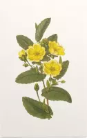 Hibbertia Aquarel (Hibbertia) - Foto op Forex - 80 x 120 cm