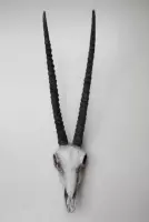 Gemsbok schedel met hoorns - Wit - Hangend