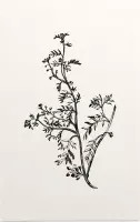 Kleine Varkenskers zwart-wit (Lesser Wart Cress) - Foto op Forex - 30 x 45 cm