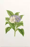 Brunfelsia Aquarel (Brunfelsia) - Foto op Forex - 100 x 150 cm