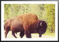 Poster Met Zwarte Lijst - Yellowstone Buffalo Poster
