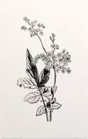 Matthiola Incana zwart-wit (Hoary Shrubby Stock) - Foto op Forex - 60 x 90 cm