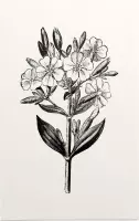 Zeepkruid zwart-wit (Soapwort) - Foto op Forex - 40 x 60 cm