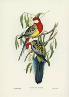 Vintage Poster Parkieten - Vogels op Tak - Tuivogels Illustratie Gould - DIeren Kunstdruk