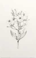 Zeepkruid zwart-wit Schets (Soapwort) - Foto op Forex - 100 x 150 cm