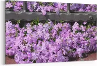 Schilderij - Violet bloemen — 100x70 cm
