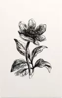 Pioenroos zwart-wit (Peony) - Foto op Forex - 40 x 60 cm