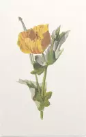 Gele Hoornpapaver (Yellow Horned Poppy) - Foto op Forex - 40 x 60 cm