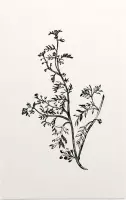Kleine Varkenskers zwart-wit (Lesser Wart Cress) - Foto op Forex - 80 x 120 cm