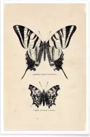 JUNIQE - Poster Butterfly Engraving -40x60 /Bruin & Grijs