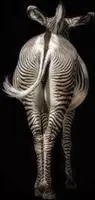 Zebra 90 x 60  - Dibond + epoxy