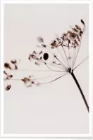 JUNIQE - Poster Dried Flowers Anetum 1 -30x45 /Bruin & Grijs