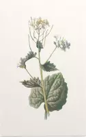 Look-zonder-look (Garlic Mustard) - Foto op Forex - 30 x 45 cm