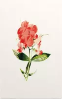 Brede Lathyrus (Everlasting Pea White) - Foto op Forex - 30 x 45 cm