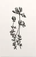 Rolklaver zwart-wit (Birds-Foot Trefoil) - Foto op Forex - 40 x 60 cm