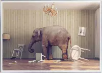 Poster Met Metaal Zilveren Lijst - Kalmte-olifanten Poster