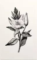 Teunisbloem zwart-wit (Evening Primrose) - Foto op Forex - 40 x 60 cm