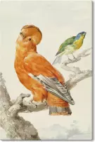 Canvas Schilderij Twee Exotische Vogels - Aert Schouman - 100x150 cm