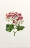 Geranium Aquarel (Pelargonium) - Foto op Forex - 30 x 45 cm