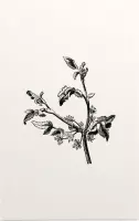 Apium Inundatum zwart-wit (Procumbent Marsh Wort) - Foto op Forex - 60 x 90 cm