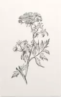 Sium Suave zwart-wit Schets (Water Parsnip) - Foto op Forex - 40 x 60 cm