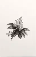 Paardenkastanje zwart-wit (Horse Chestnut Flower) - Foto op Forex - 60 x 90 cm