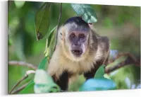 Schilderij - Nieuwsgierig aapje — 90x60 cm