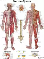 Het menselijk lichaam - anatomie poster zenuwstelsel (gelamineerd, 50x67 cm) + ophangsysteem