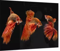 Oranje siamese kempvissen op zwarte achtergrond - Foto op Plexiglas - 60 x 40 cm