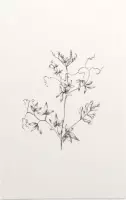 Rankende Helmbloem zwart-wit Schets (Climbing Corydalis) - Foto op Forex - 100 x 150 cm