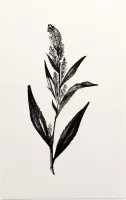 Peperkers zwart-wit (Broad-Leaved Pepperwort) - Foto op Forex - 80 x 120 cm