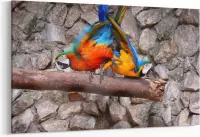 Schilderij - Vechtende papegaaien — 90x60 cm