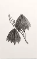 Paardenkastanje zwart-wit plus (Horse Chestnut) - Foto op Forex - 30 x 45 cm