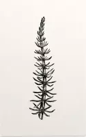 Lidsteng zwart-wit (Mares Tail) - Foto op Forex - 80 x 120 cm