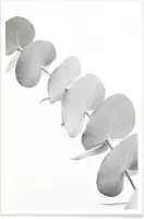 JUNIQE - Poster Eucalyptus White 3 -13x18 /Groen & Wit